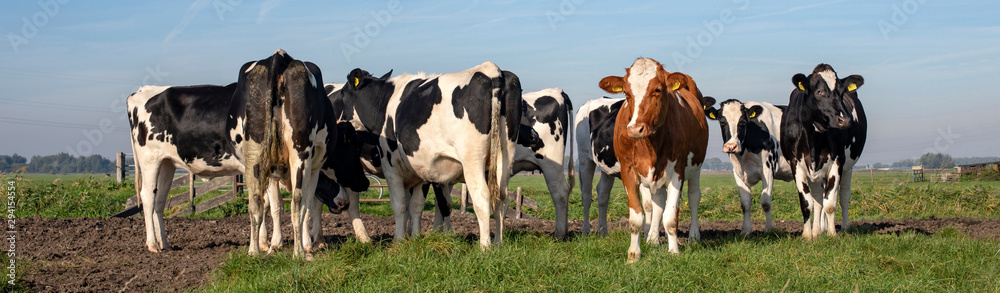 Herd of cows, one red cow in a group of black and white cows, in the middle of a meadow and  contrails in a blue sky.