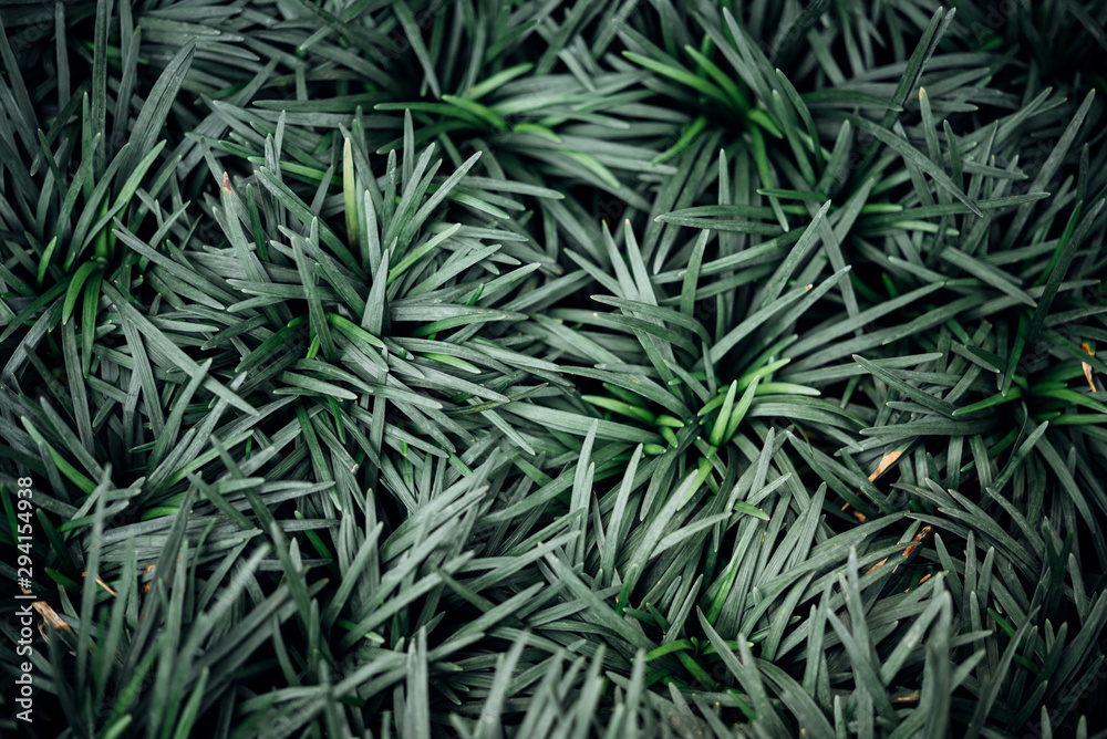 Greenery background of nature plant and leaf Greenery background of nature plant and leaf