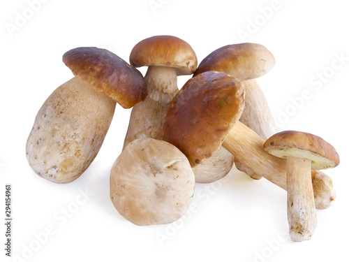 delicious mushrooms cepe from forest