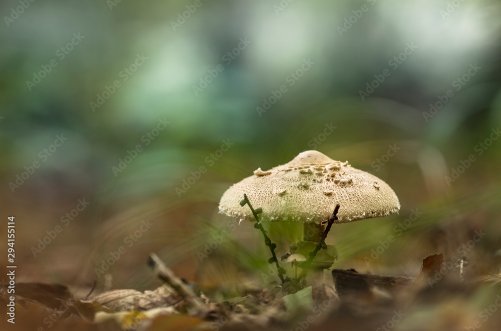 Fototapeta premium Herbstzeit 1