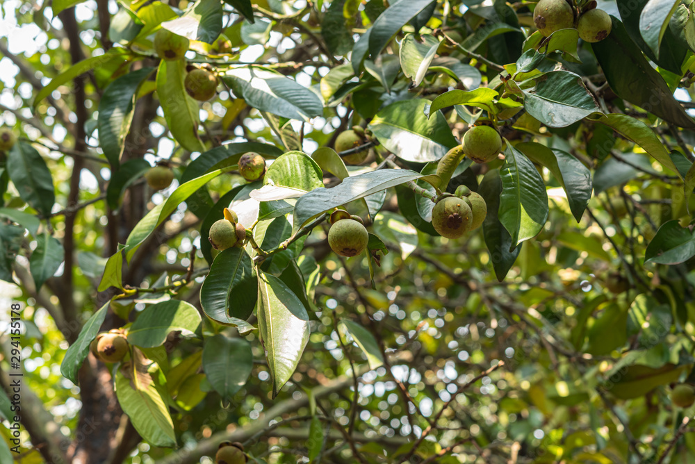 Mangosteen a queen of fruit on mangosteen tree