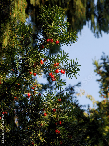 red toic berries of yew-tree close up