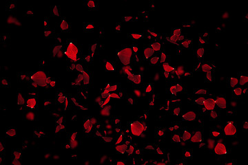 red colorful petals rose flying animation on black background, love and valentine day festive holiday