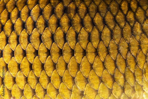 Big wild carp fish pattern textured skin scales macro view.