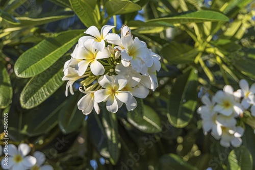 Close up view of beautiful white flowers on green leafs background. Natural backgrounds. 