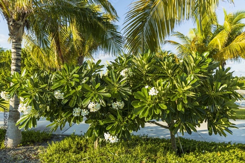 Gorgeous view of green plants with white flowers under green palm trees. Beautiful green nature backgrounts.