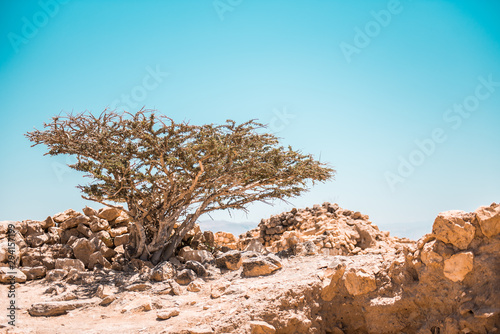 Weihrauchbaum in der Wüste im Oman