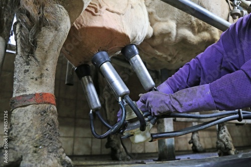 Milking a cow with milking machine