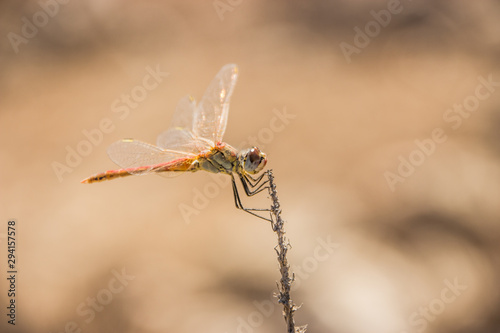 beautifull dragon fly close up