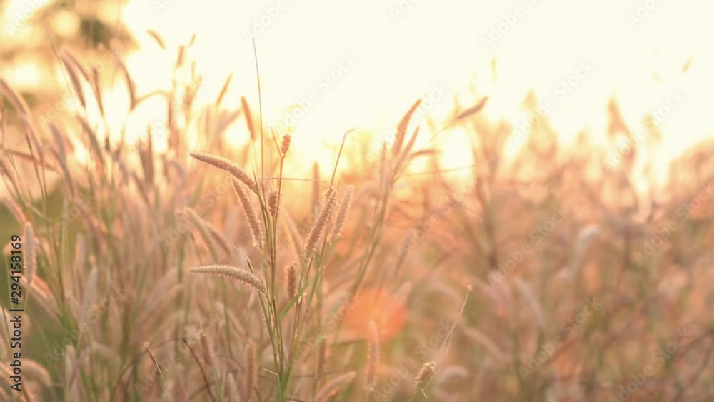 Wonderful landscape from the feather grass field in the evening sunset silhouette. serene feeling concept. countryside scenery atmosphere. image for background, wallpaper and copy space. Wonderful landscape from the feather grass field in the evening sunset silhouette. serene feeling concept. countryside scenery atmosphere. image for background, wallpaper and copy space.