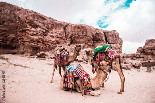 Kamele in Petra Jordanien © Sarah