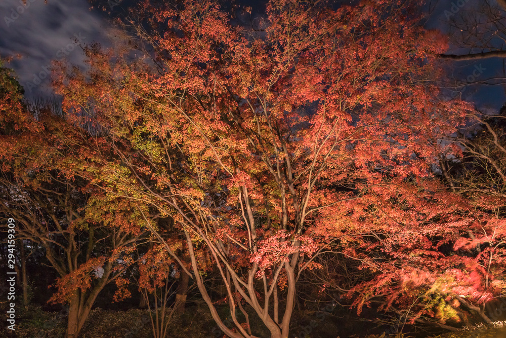 Autumn night lightup of the maple forest of the Rikugien Garden of Tokyo. Autumn night lightup of the maple forest of the Rikugien Garden of Tokyo.