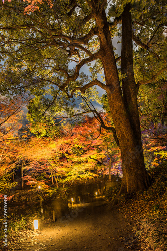 Autumn night lightup of the maple forest of the Rikugien Garden of Tokyo.