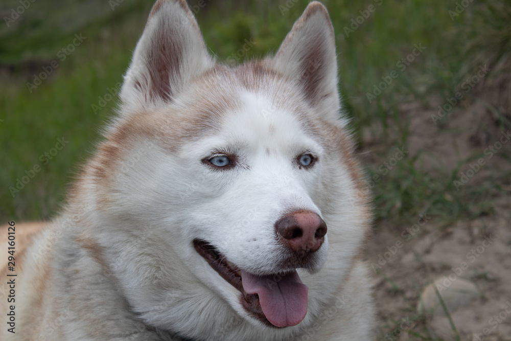portrait of siberian husky portrait of siberian husky