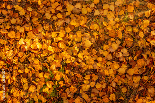 The background is made of yellow, red, orange leaves. Fallen leaves of wood on the ground. Autumn sunny day