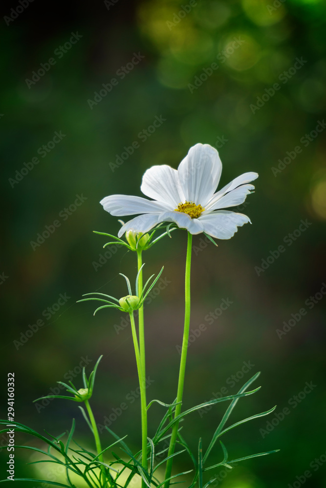 white cosmos flower in garden of green background white cosmos flower in garden of green background