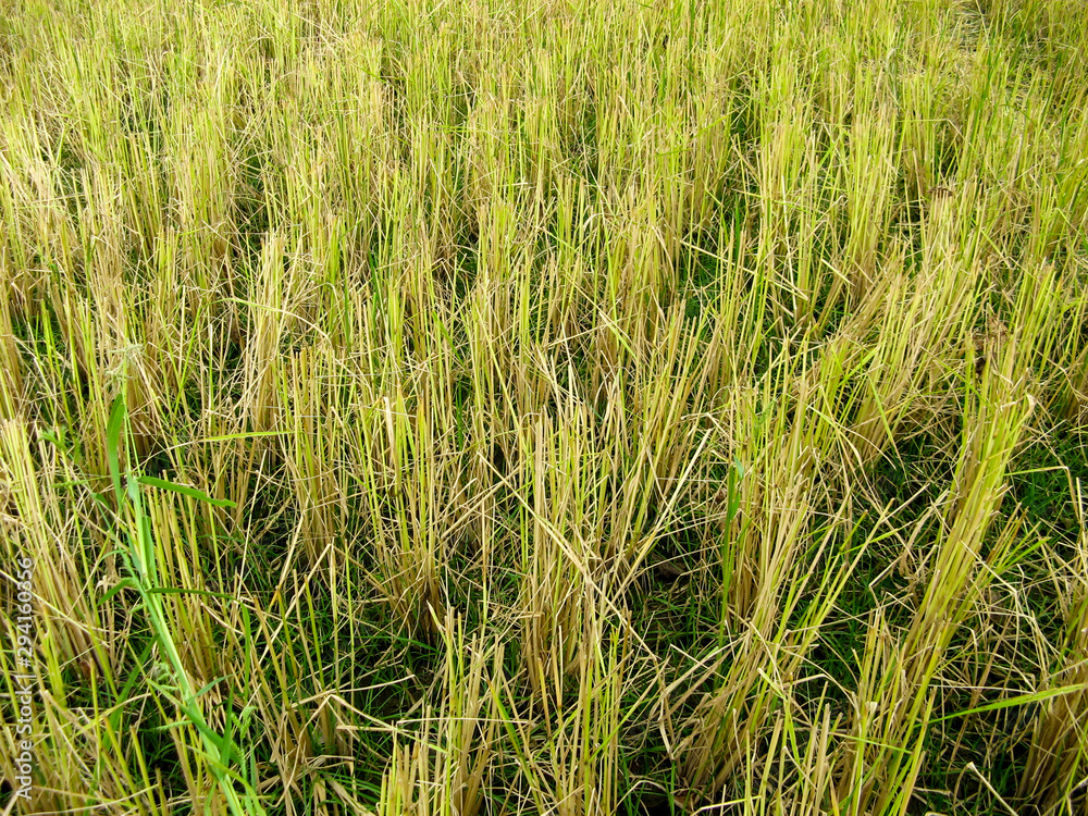 Fototapeta premium Rice straw at the paddy rice field just after harvesting. Rice farm on harvesting season. Agricultural concept.