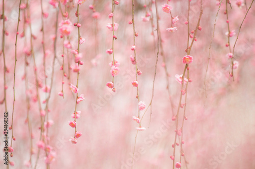 可愛いしだれ梅