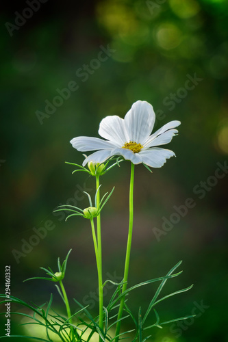 white cosmos flower in garden of green background © chayanit