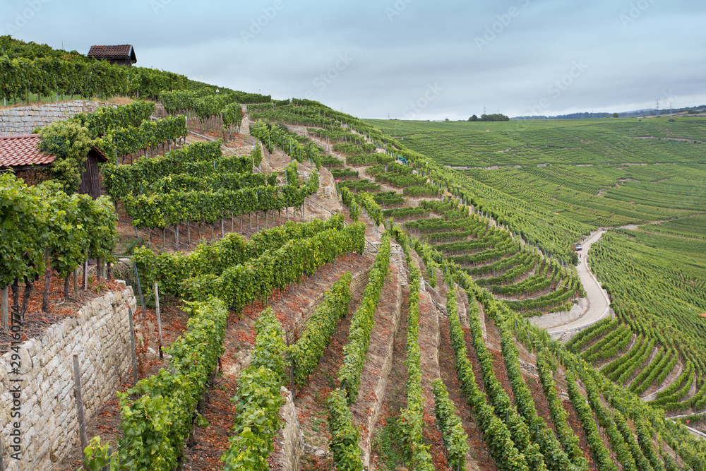 Hills of Baden-Wurttemberg vineyard
