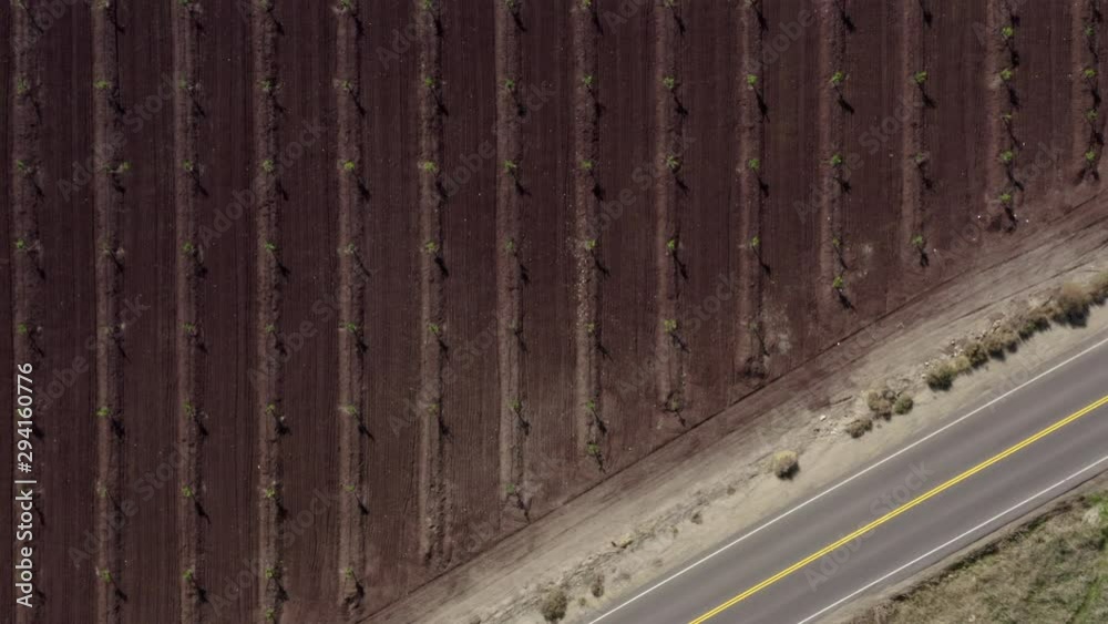 Aerial drone flight over field with orange trees, 4K, California, USA Aerial drone flight over field with orange trees, 4K, California, USA