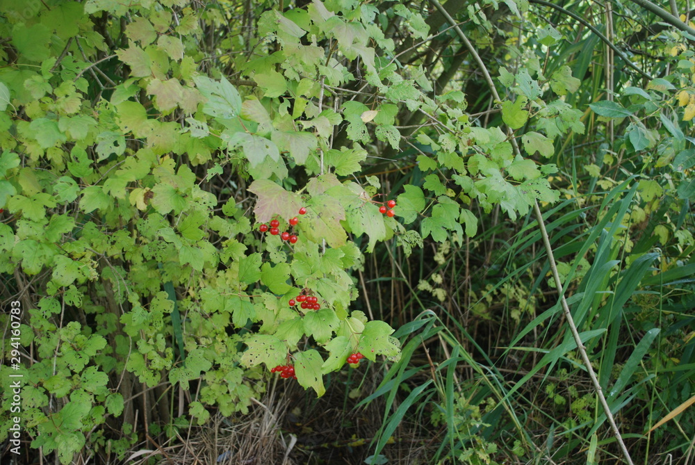 Beeren Beeren