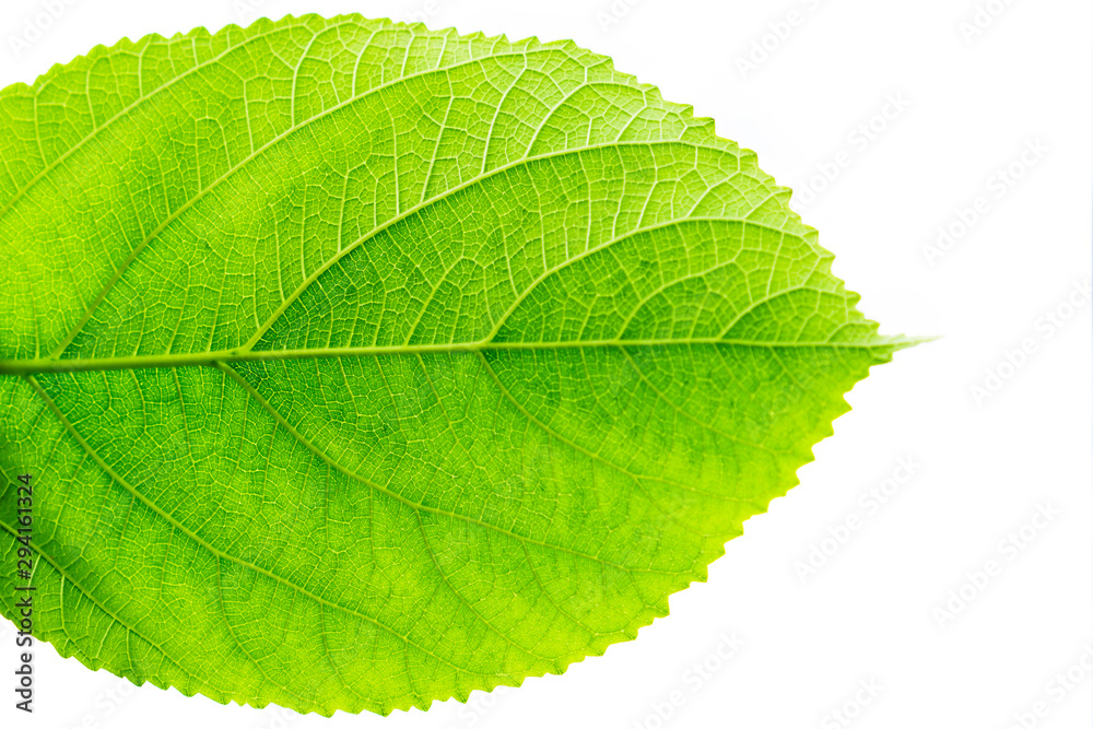 Obraz premium green leaf isolated on white background