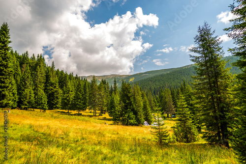 Inside of the forest in Retezat Mountains, Romania