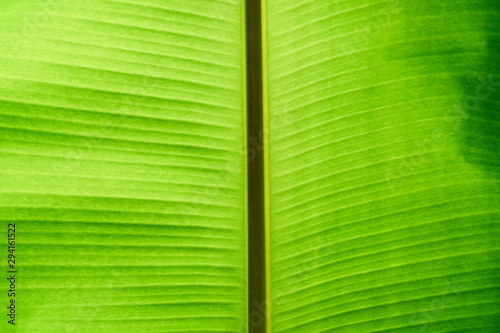 banana leaf texture background