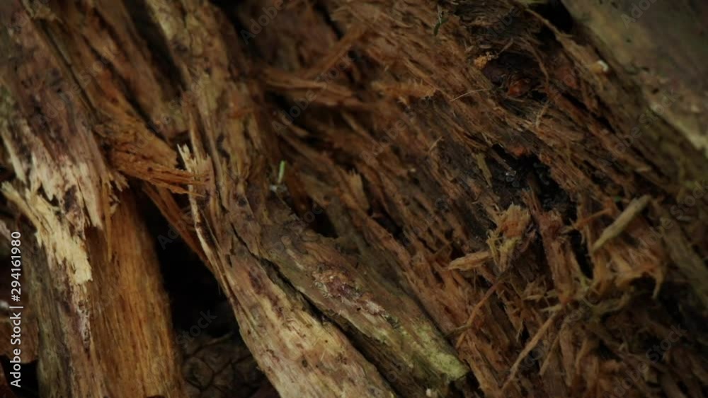 close up shot insect old wood, real time close up shot insect old wood, real time