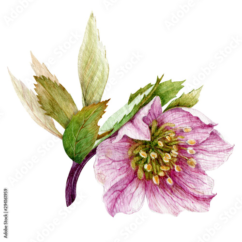 Pink single hellebore flower in the full bloom with green leaves watercolor illustration. Beautiful tender spring and winter blooming helleborus flower element. Isolated on white background.