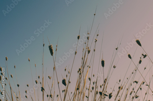 Closeup of a bush of dry grass in Infanta Elena Park in Seville, Andalusia, Spain. Selective focus