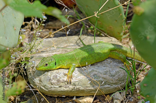 Riesen-Smaragdeidechse (Lacerta trilineata), Griechenland - Balkan green lizard, Greece photo