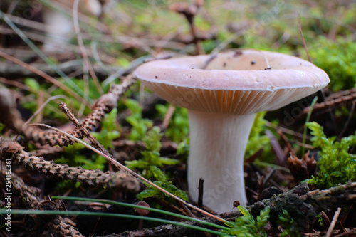 Close-up of a young woolly milkcap mushrrom , scientific name Lactarius torminosus photo