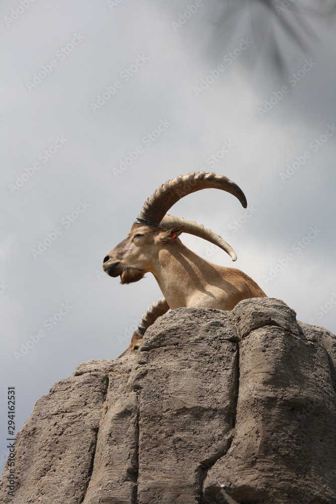 Mountain goat