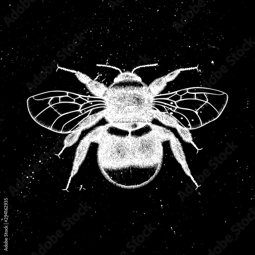 Hand drawn bumlebee vector illustration. Mystic entomological illustration. Vintage high detailed insects drawing on artistic black background.