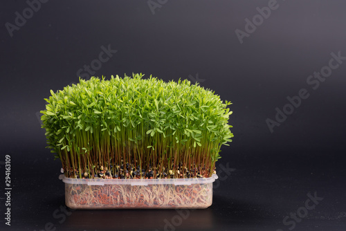 green sprouts growing in white tray  baby vegetables. Raw sprouts  microgreens  healthy eating concept