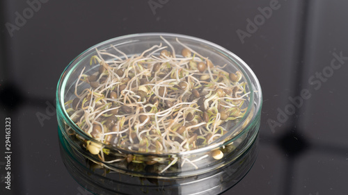GMO plant sprouts science lab