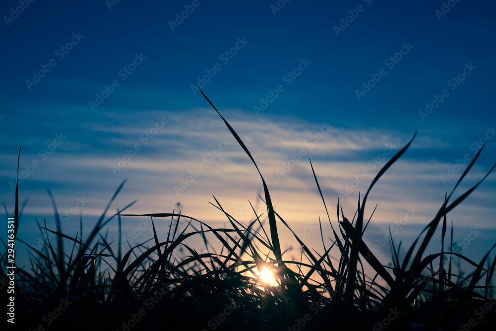 Grass spikes on sunset sky background Grass spikes on sunset sky background