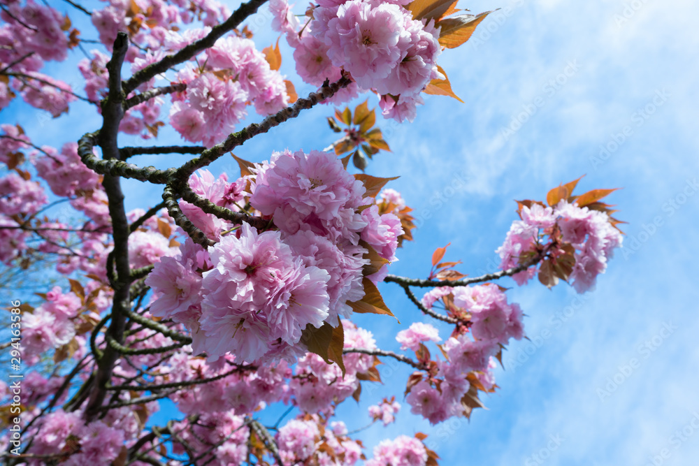 Flowering sakura trees against the sky Flowering sakura trees against the sky