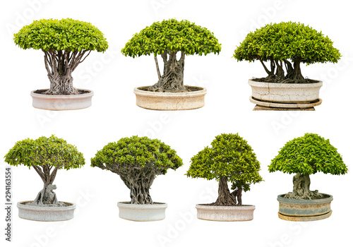 isolated bonsai tree in cement pot on white background