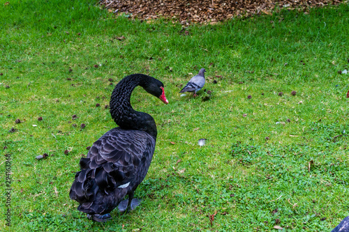 Black swans frolic on land and in the water. Western Springs Pond, Auckland, New Zealand. photo