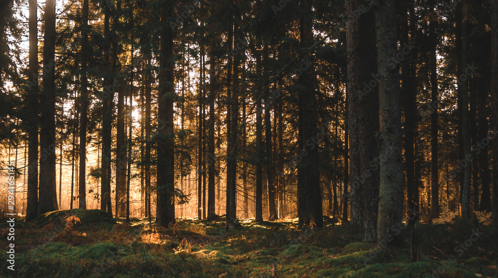 Obraz premium misty forest