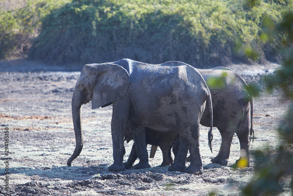 Obraz premium Elephant in Mana Pools National Park, Zimbabwe