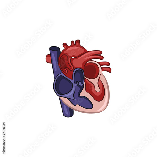 Heart Illustration