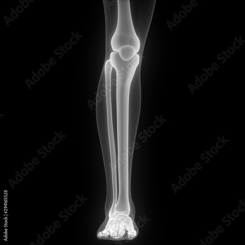 Anterior View of Human Skeleton Tibia and Fibula Anatomy X-ray 3D rendering 