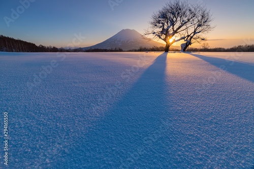 Two cherry tree and Mt. Yotai in winter, Hokkaido, Japan. photo