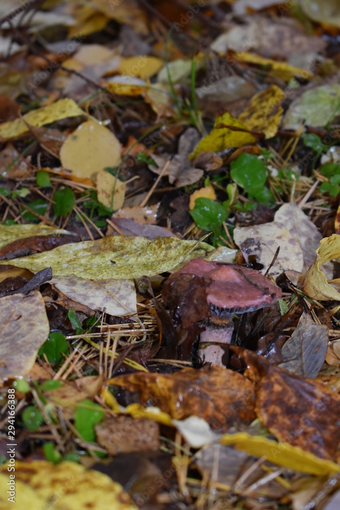 autumn leaves and mushrooms in the forest