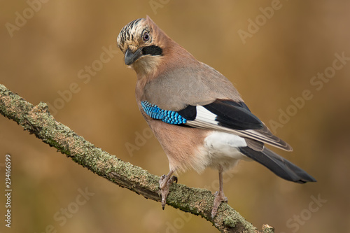 Photo Close-up of single jay sitting on tree branch