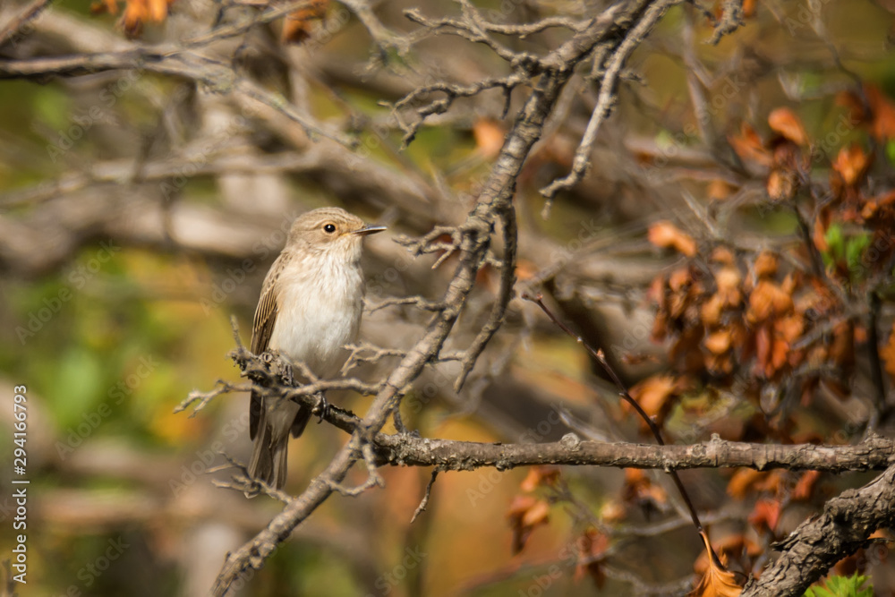 Single flycatcher sitting on tree branch Single flycatcher sitting on tree branch